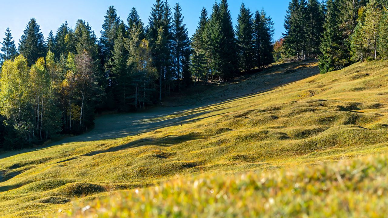 Wallpaper meadow, trees, landscape, nature, grass