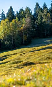 Preview wallpaper meadow, trees, landscape, nature, grass