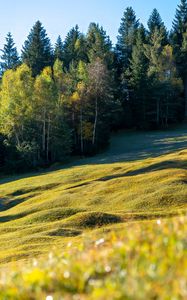 Preview wallpaper meadow, trees, landscape, nature, grass