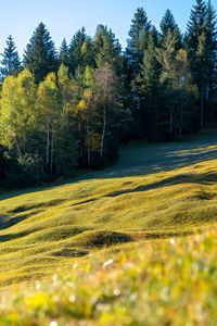 Preview wallpaper meadow, trees, landscape, nature, grass