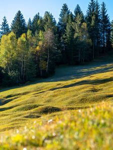 Preview wallpaper meadow, trees, landscape, nature, grass