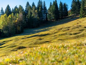 Preview wallpaper meadow, trees, landscape, nature, grass