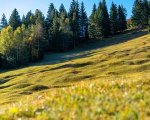 Preview wallpaper meadow, trees, landscape, nature, grass