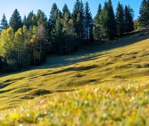 Preview wallpaper meadow, trees, landscape, nature, grass