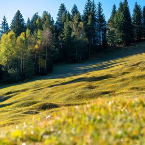 Preview wallpaper meadow, trees, landscape, nature, grass