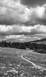 Preview wallpaper meadow, trees, path, bw, nature