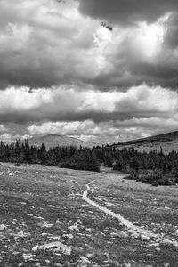 Preview wallpaper meadow, trees, path, bw, nature