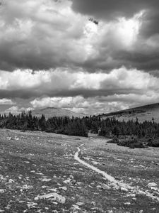 Preview wallpaper meadow, trees, path, bw, nature