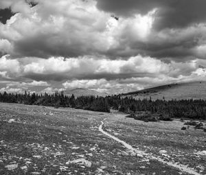 Preview wallpaper meadow, trees, path, bw, nature