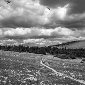 Preview wallpaper meadow, trees, path, bw, nature