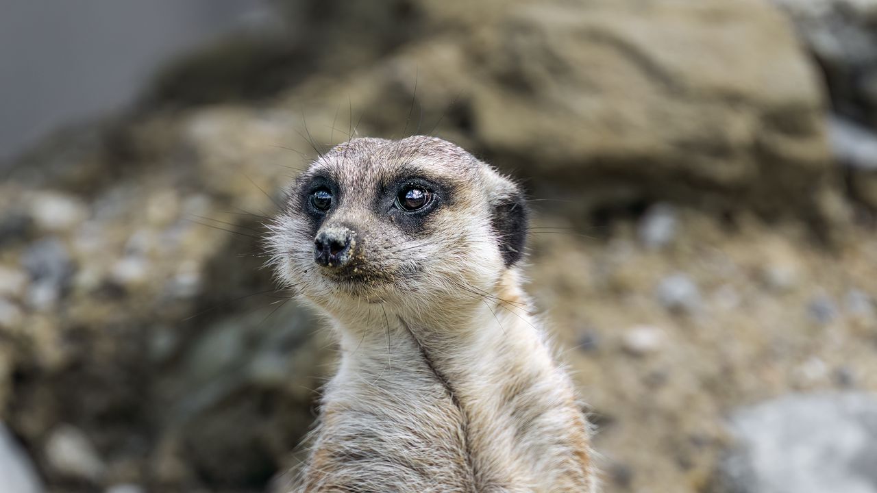Wallpaper meerkat, animal, blur, wildlife