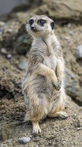 Preview wallpaper meerkat, animal, blur, wildlife