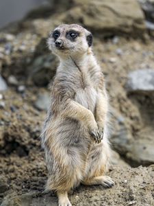 Preview wallpaper meerkat, animal, blur, wildlife