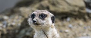 Preview wallpaper meerkat, animal, blur, wildlife