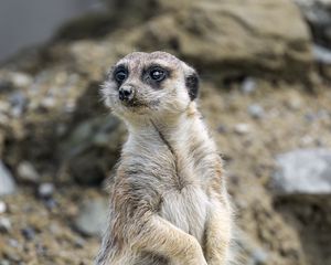 Preview wallpaper meerkat, animal, blur, wildlife