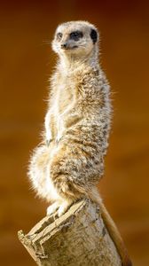 Preview wallpaper meerkat, animal, cute
