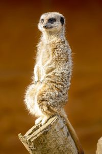 Preview wallpaper meerkat, animal, cute