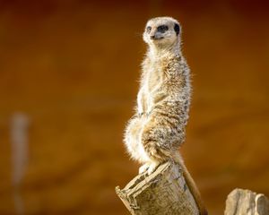 Preview wallpaper meerkat, animal, cute