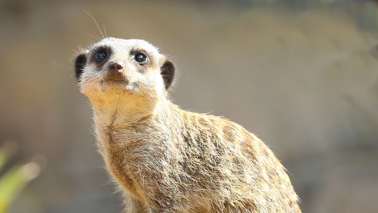 Wallpaper meerkat, animal, glance