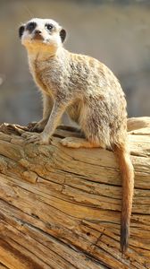 Preview wallpaper meerkat, animal, glance