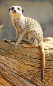 Preview wallpaper meerkat, animal, glance