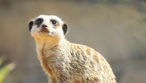 Preview wallpaper meerkat, animal, glance