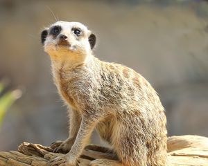 Preview wallpaper meerkat, animal, glance