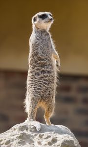 Preview wallpaper meerkat, animal, glance, funny