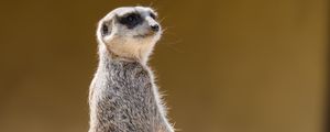 Preview wallpaper meerkat, animal, glance, funny