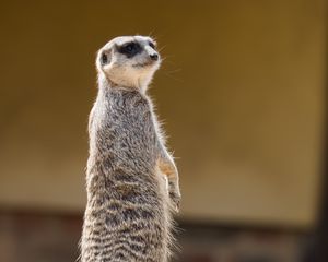 Preview wallpaper meerkat, animal, glance, funny