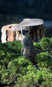 Preview wallpaper meerkat, animal, glance, funny, bushes