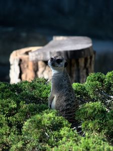 Preview wallpaper meerkat, animal, glance, funny, bushes
