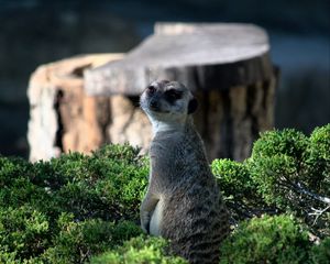 Preview wallpaper meerkat, animal, glance, funny, bushes