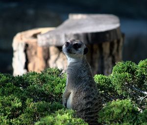 Preview wallpaper meerkat, animal, glance, funny, bushes