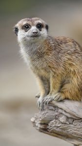Preview wallpaper meerkat, animal, glance, cute