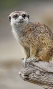 Preview wallpaper meerkat, animal, glance, cute