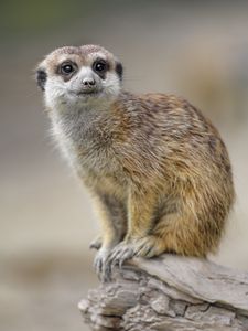 Preview wallpaper meerkat, animal, glance, cute