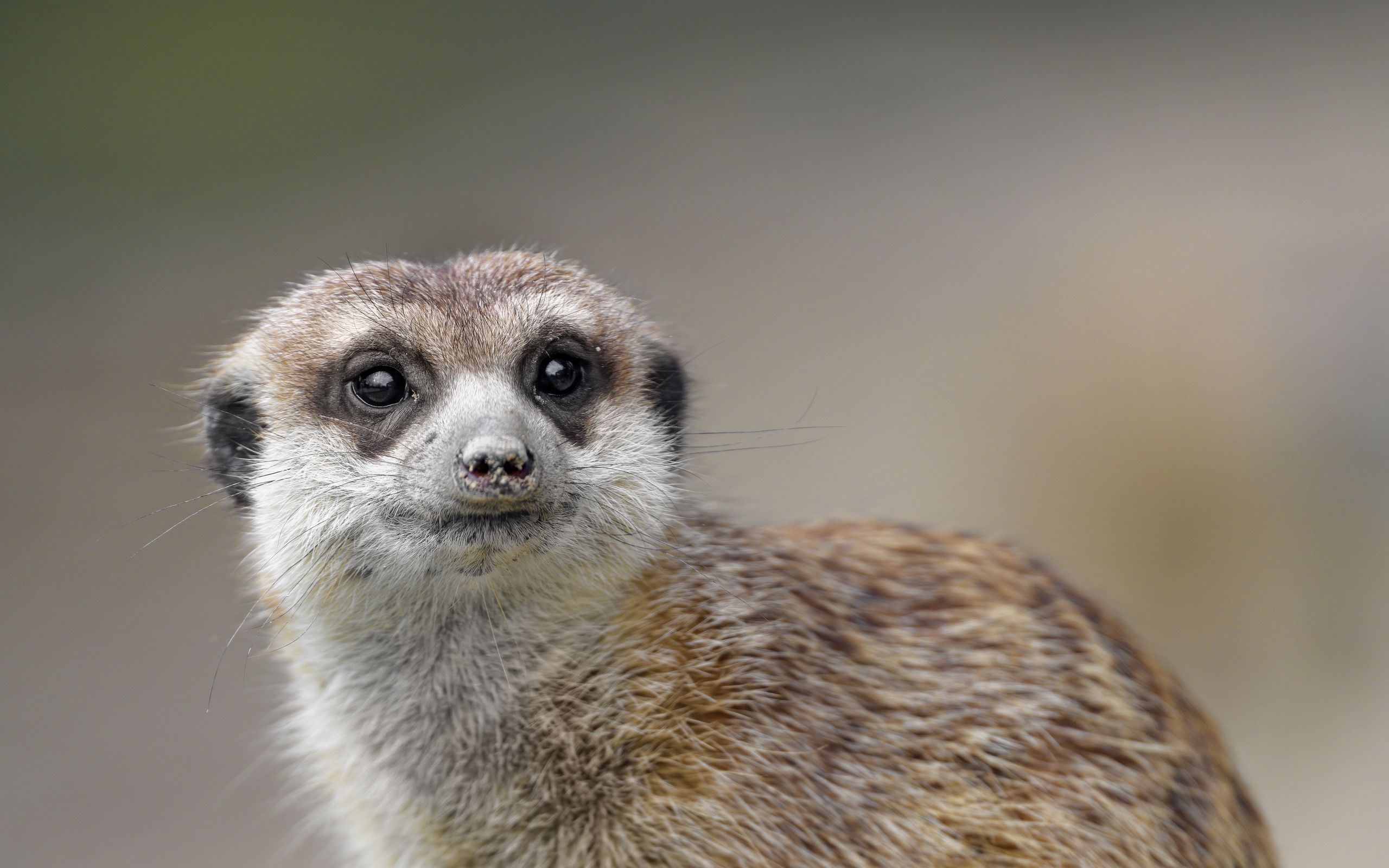 Download wallpaper 2560x1600 meerkat, animal, glance, cute widescreen ...