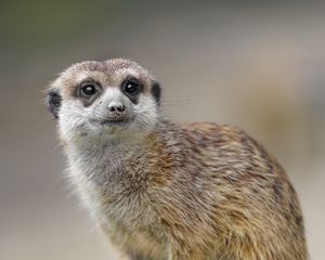 Preview wallpaper meerkat, animal, glance, cute