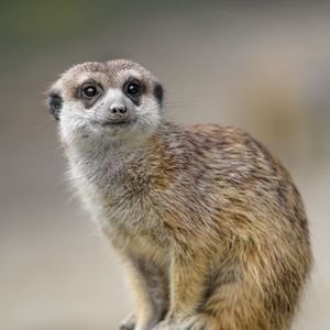 Preview wallpaper meerkat, animal, glance, cute