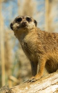 Preview wallpaper meerkat, animal, look