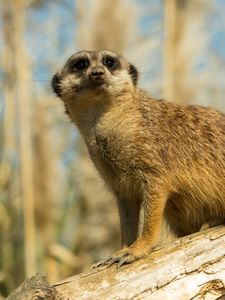 Preview wallpaper meerkat, animal, look