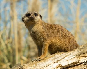 Preview wallpaper meerkat, animal, look