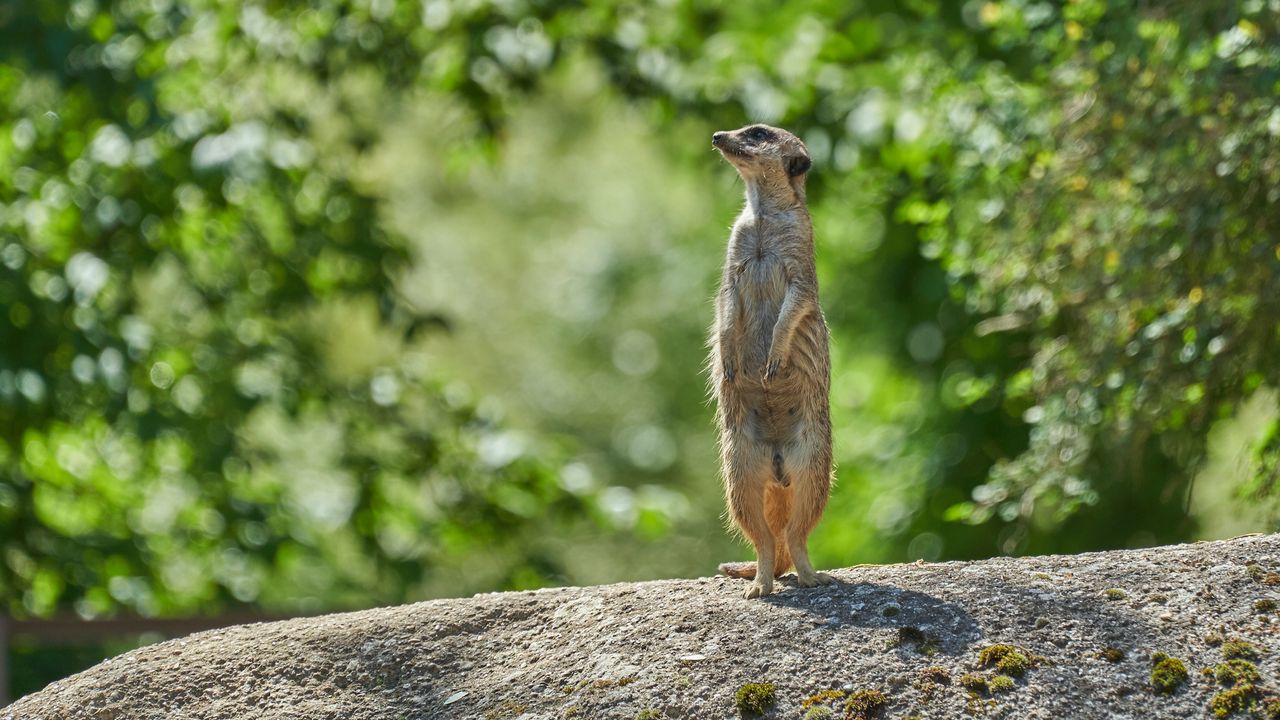 Wallpaper meerkat, animal, profile, glance, stone