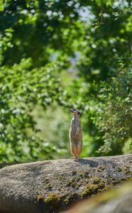 Preview wallpaper meerkat, animal, profile, glance, stone