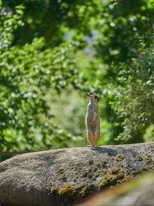 Preview wallpaper meerkat, animal, profile, glance, stone