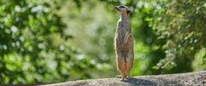 Preview wallpaper meerkat, animal, profile, glance, stone