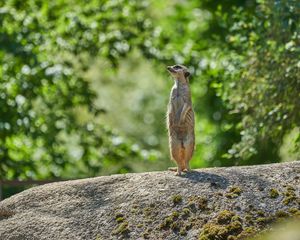 Preview wallpaper meerkat, animal, profile, glance, stone