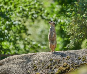 Preview wallpaper meerkat, animal, profile, glance, stone