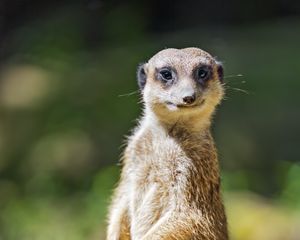 Preview wallpaper meerkat, animal, rodent, leaves